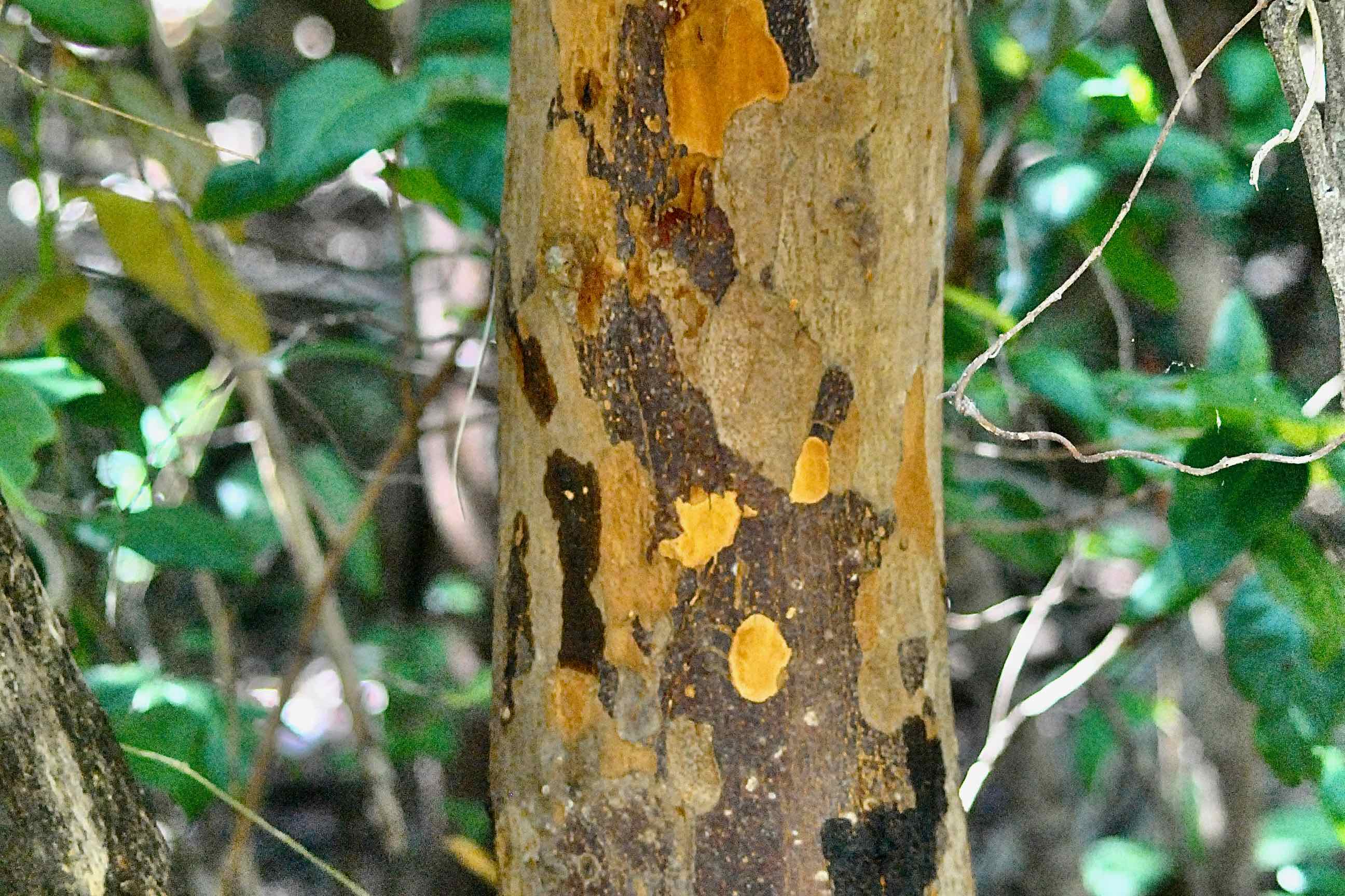 poisonwood tree trunk